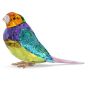 Swarovski Idyllia SCS Gouldian Finch - Small 5689266